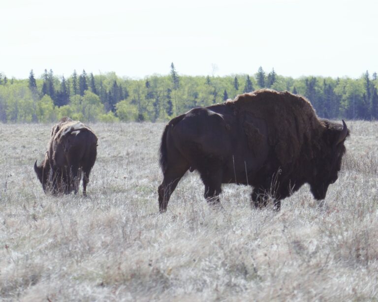 Lire la suite à propos de l’article Bison des prairies