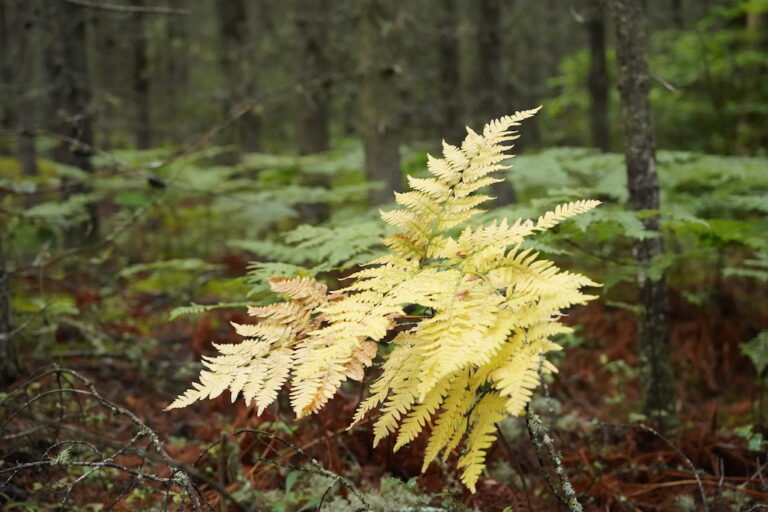 Lire la suite à propos de l’article Les marches dans le bois